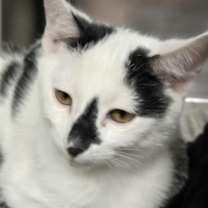 Thumbnail photo of Nash #1