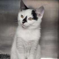 Thumbnail photo of Nash #3