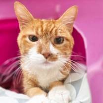 Thumbnail photo of Ollie #1