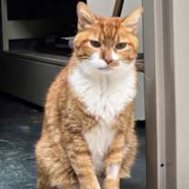 Thumbnail photo of Ollie #2