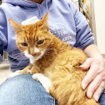 Thumbnail photo of Ollie #3