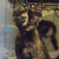 Thumbnail photo of Jasmine (bonded with Bell; Roy #1