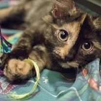 Thumbnail photo of Jasmine (bonded with Bell; Roy #2