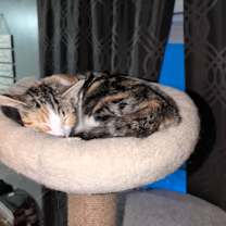 Thumbnail photo of Greta #2