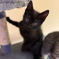 Thumbnail photo of Pretzels OBCR-1747 #1