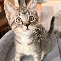 Thumbnail photo of Pringle OBCR-1750 #1