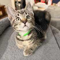 Thumbnail photo of Cheeto OBCR-1751 #1