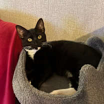 Thumbnail photo of Scooter #1