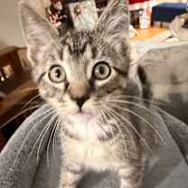 Thumbnail photo of Pringle OBCR-1750 #2