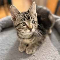 Thumbnail photo of Cheeto OBCR-1751 #2