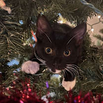 Thumbnail photo of Scooter #2