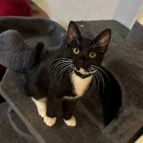 Thumbnail photo of Scooter #3