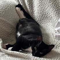 Thumbnail photo of Scooter #4