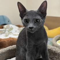 Thumbnail photo of Orion #1