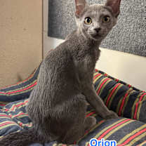 Thumbnail photo of Orion #2