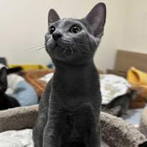 Thumbnail photo of Orion #3