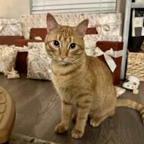 Thumbnail photo of Collin #1