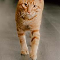 Thumbnail photo of Collin #3