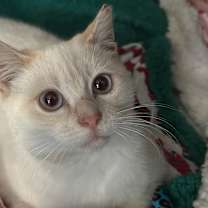 Thumbnail photo of Snowflake #1