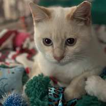 Thumbnail photo of Snowflake #2