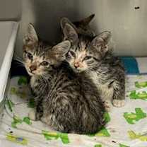 Thumbnail photo of Bel-Esprit #1