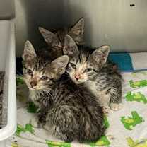 Thumbnail photo of Betwixt #2