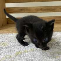 Thumbnail photo of Plum #1