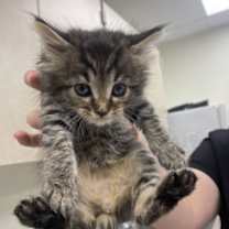 Thumbnail photo of Avocado #2