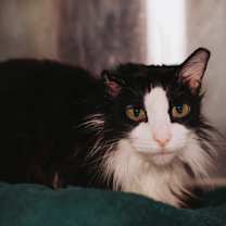 Thumbnail photo of 89616a Fishstick - Barn Cat #1