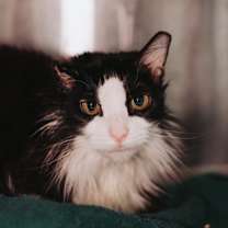 Thumbnail photo of 89616a Fishstick - Barn Cat #2