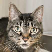 Thumbnail photo of Freyja #1