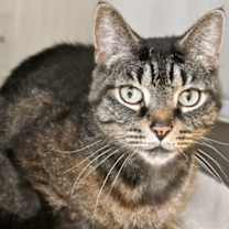 Thumbnail photo of Freyja #2