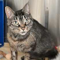 Thumbnail photo of Freyja #3