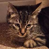 Thumbnail photo of Chunk Norris #1