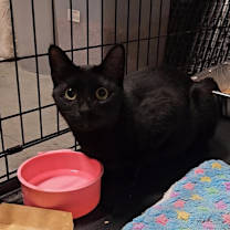 Thumbnail photo of Zelda #1