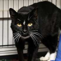 Thumbnail photo of Kricket #2