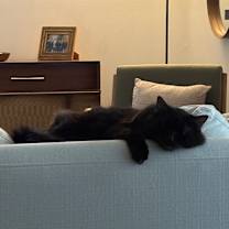 Thumbnail photo of Rizzo #3