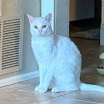 Thumbnail photo of Lancelot SNUGGLY CHRISTMAS KIT #2