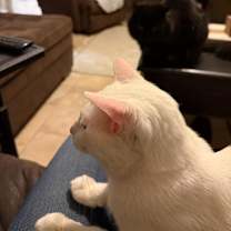 Thumbnail photo of Lancelot SNUGGLY CHRISTMAS KIT #3