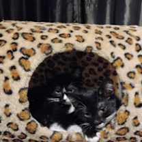 Thumbnail photo of Scotty #2