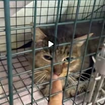 Thumbnail photo of Jaguar #2