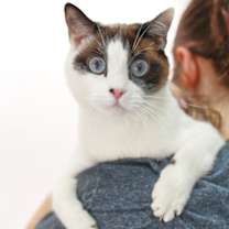 Thumbnail photo of Sapphire #2