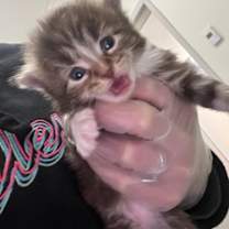 Thumbnail photo of Timothy #2