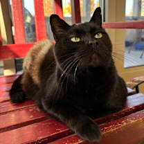 Thumbnail photo of Felix (Cat Cafe) #1