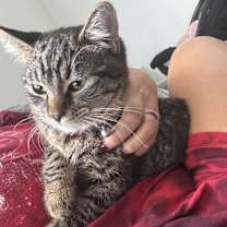 Thumbnail photo of Luna #1