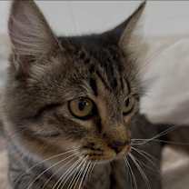 Thumbnail photo of Juniper KA #1