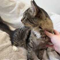 Thumbnail photo of Juniper KA #3