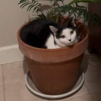 Thumbnail photo of Button #2