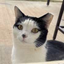 Thumbnail photo of Button #1