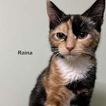 Thumbnail photo of Rocky #2